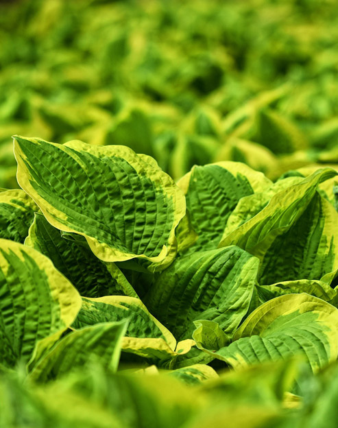 Hosta nakaiana `Golden Tiara`